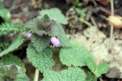 6 lamium veneux 28 mars 2013 004.jpg