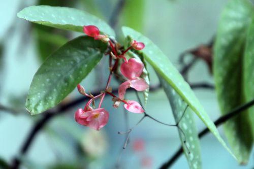 begonia veneux 27 mars 2013 016 (2).jpg