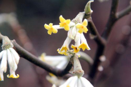 16 edgeworthia 1 veneux 24 mars 2013 020.jpg