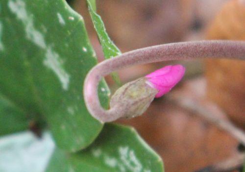 10 cyclamen pseudoibericum veneux 24 mars 2013 029 (2).jpg