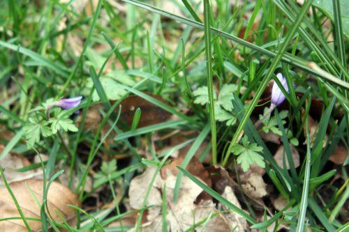 3 anemone blanda veneux 28 mars 2013 002.jpg