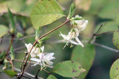 15 lonicera fr veneux 24 mars 2013 007.jpg