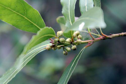 12 laurus veneux 24 mars 2013 005.jpg