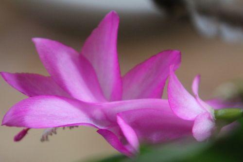 cactus de noel veneux 27 mars 2013 010.jpg