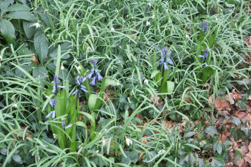 7 jacinthe 1 veneux 24 mars 2013 003.jpg