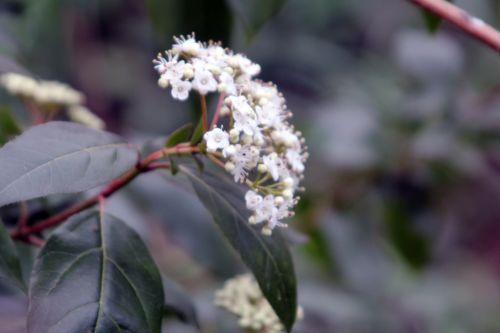 14 viburnum tinus veneux 27 mars 2013 001.jpg