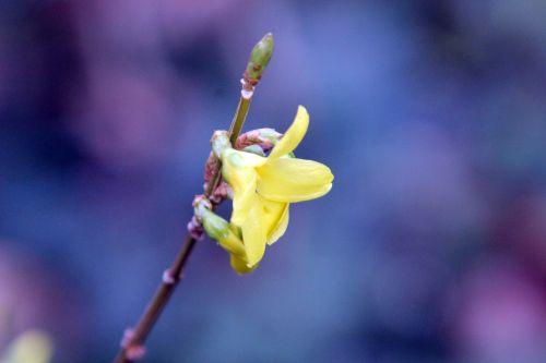 5 forsythia veneux 27 mars 2013 008.jpg