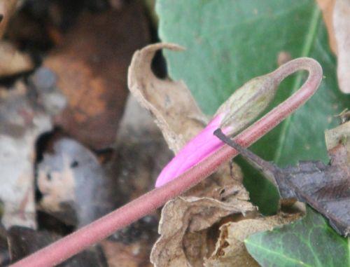 11 cyclamen pseudoibericum veneux 24 mars 2013 029.jpg