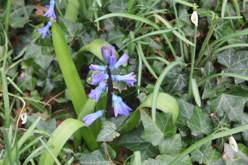 8 jacinthe veneux 24 mars 2013 001.jpg