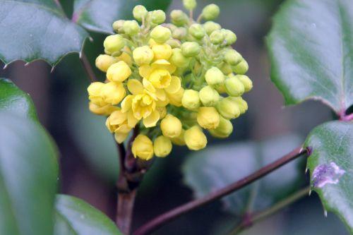 2 mahonia veneux 24 mars 2013 032.jpg