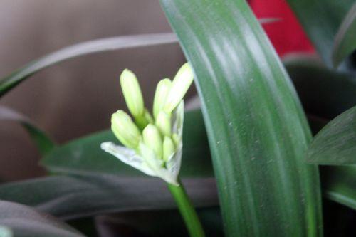 clivia veneux 27 mars 2013 019.jpg