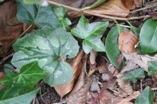 9 cyclamen pseudoibericum 1 veneux 28 mars 2013 006.jpg