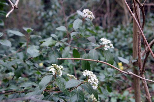 13 viburnum tinus 1 veneux 27 mars 2013 004.jpg