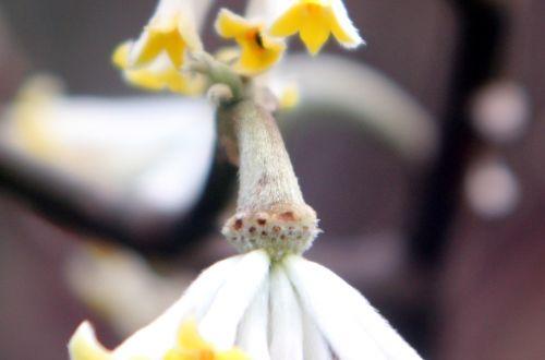 17 edgeworthia rec veneux 24 mars 2013 019.jpg