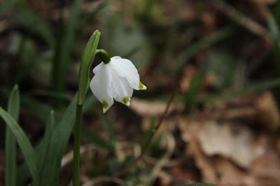 Promenons-nous dans les bois...