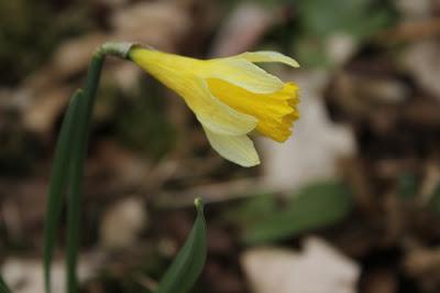 Promenons-nous dans les bois...