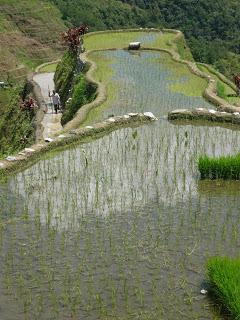 08 | Rizières en terrasses des cordillères des Philippines