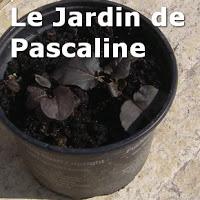 Comment mutiplier la lysimaque