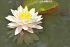 citations,culture,écriture,livres,littérature,société