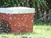 abeilles meurent Rennes pesticides contre apiculteurs