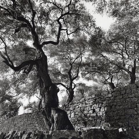 Arbres. Puissance et frémissements