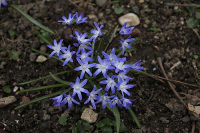 Printemps tardif à la Pépinière