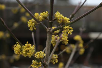 Printemps tardif à la Pépinière