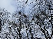 Printemps tardif Pépinière