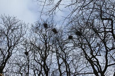 Printemps tardif à la Pépinière