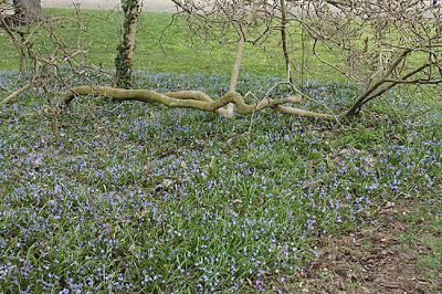 Printemps tardif à la Pépinière