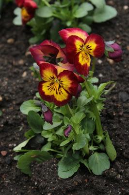 Printemps tardif à la Pépinière