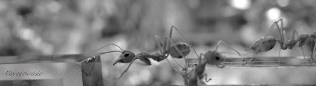 Thaïlande : Des œufs pas comme les autres [HD]