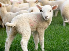 Un peu d'agneau... Pascal, s'il vous plaît!