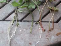 Calendrier du jardin : avril