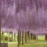 Wisteria 06