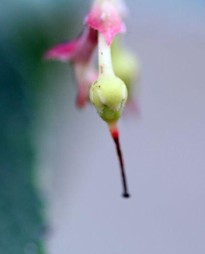 e arbutus x andrachnoides 29 mars 2013 006.jpg