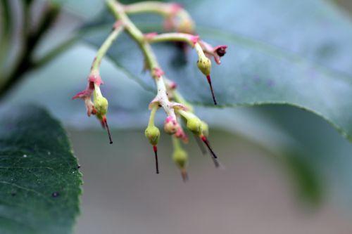 b 1 arbutus x andrachnoides 29 mars 2013 007.jpg