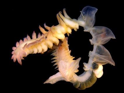 Chaetopterus sp, Arthur Anker