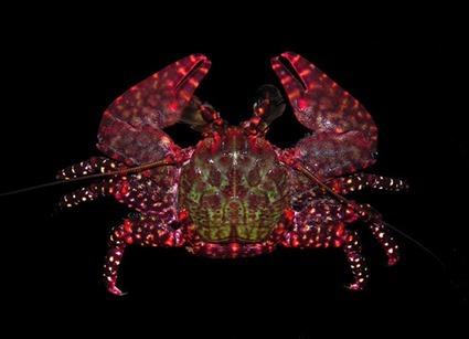 Allopetrolisthes spinifrons, Arthur Anker