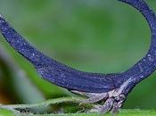 [Strange Funky Animal Photographer] Arthur Anker