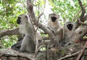 ÉVOLUTION: Enjeux sociaux? Les singes nous montrent l'exemple – Current Biology