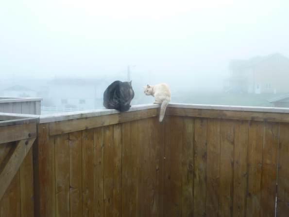 Photo de truc en boi mars 2013