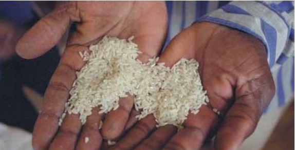 mains riz Afrique : La guerre du riz menace les pays en développement