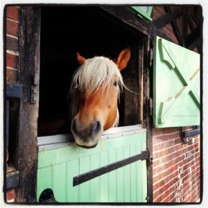 Le havre de paix des Haras de Jardy dans 
