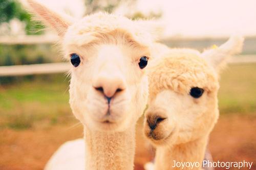 lamas