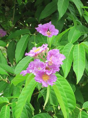 Crème d'Aubergine au Lait Fermenté