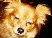 Maison Dorcamp créateur d'accessoires pour animaux parce votre chien vaut bien