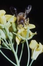 PESTICIDES: Ils rongent aussi le cerveau des abeilles – Nature Communications