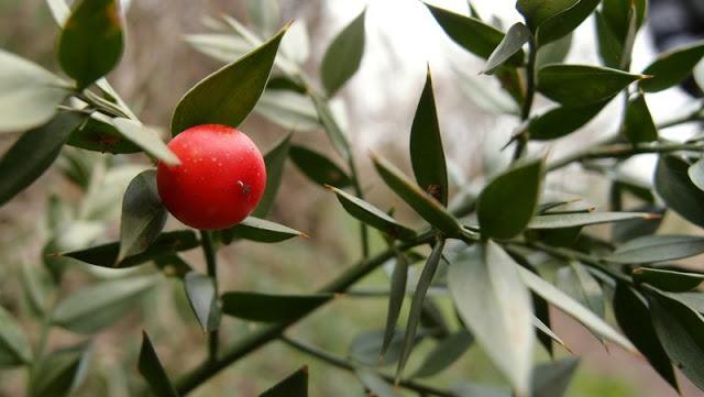 Le printemps dans le sous-bois