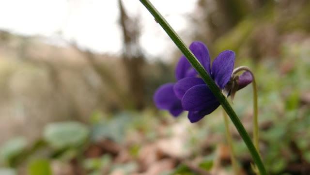 Le printemps dans le sous-bois